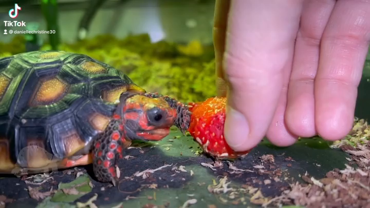 Video post from carapacecritters.