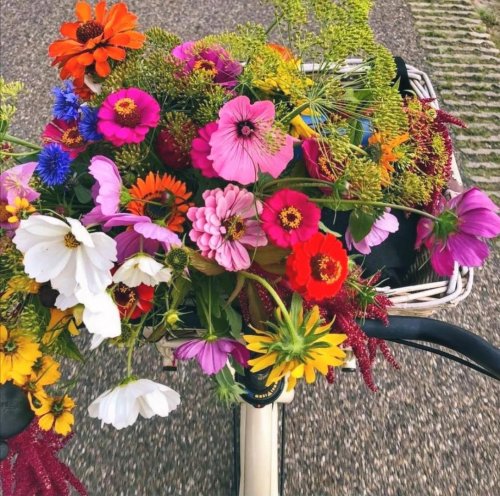 Photo post from visitoirschot.