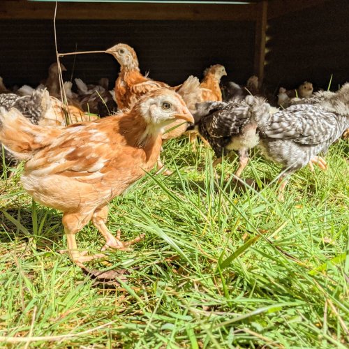 Photo post from hungryhollowfarm.