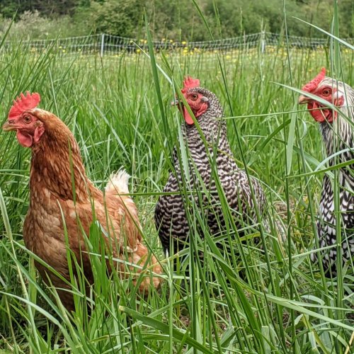 Photo post from hungryhollowfarm.