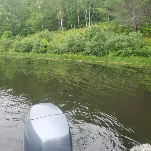 Carousel post from reddogguideservice.