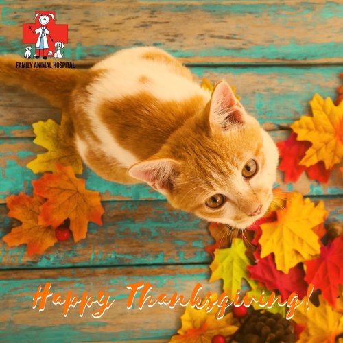 Photo post from familyanimalhospitalcm.