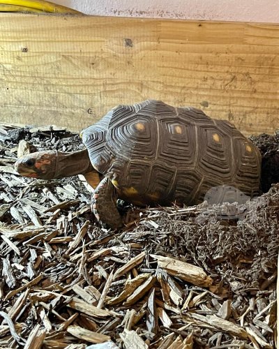 Photo post from carapacecritters.