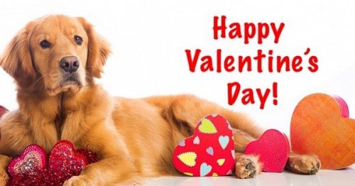 Photo post from familyanimalhospitalcm.