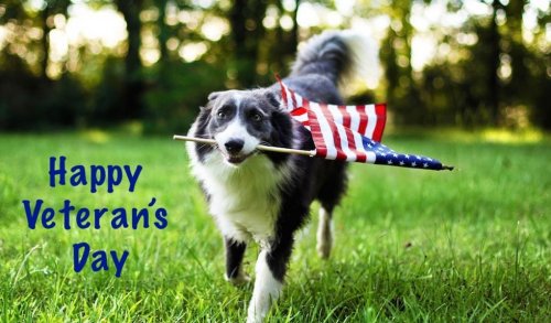 Photo post from familyanimalhospitalcm.