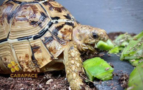 Photo post from carapacecritters.