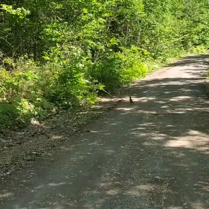 Carousel post from reddogguideservice.