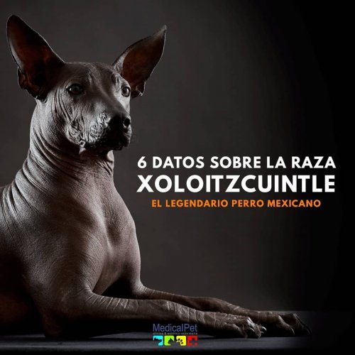 Carousel post from medicalpettj.