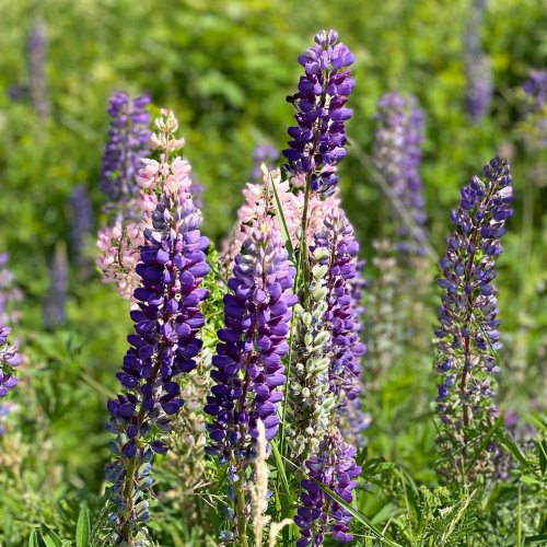 Carousel post from freyaetthor.