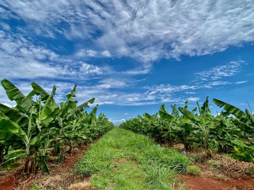 Photo post from howefarming.