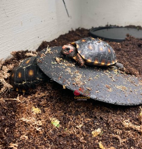 Photo post from carapacecritters.