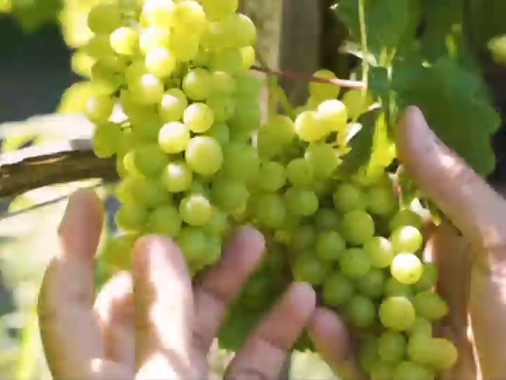 Video post from purethewineryes.