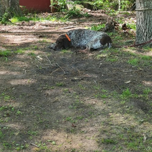 Photo post from reddogguideservice.