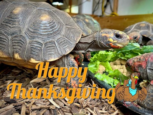 Photo post from carapacecritters.