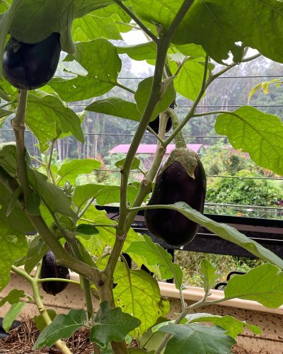 Carousel post from currumbinvalleyharvest.