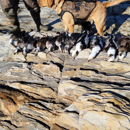 Carousel post from reddogguideservice.