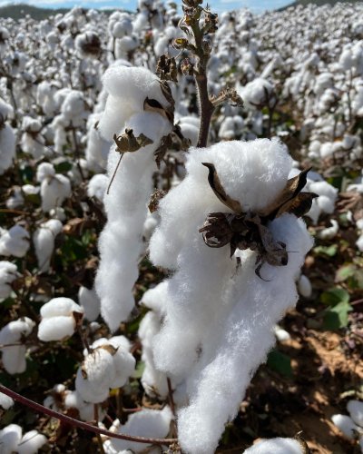 Photo post from howefarming.