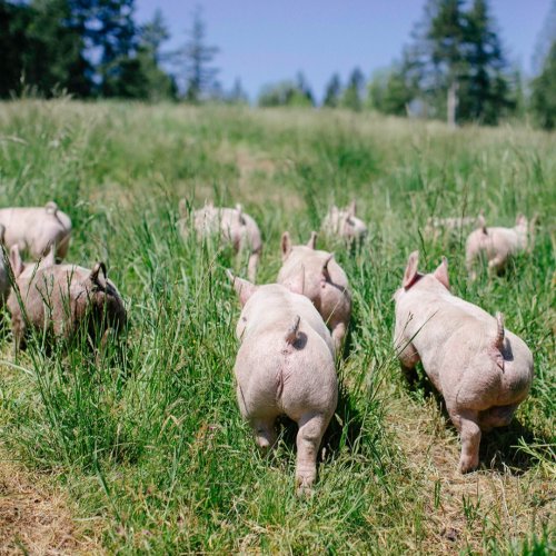 Photo post from hungryhollowfarm.