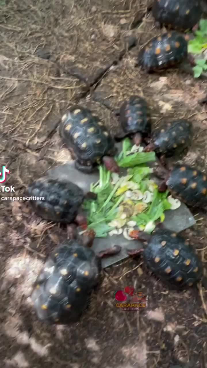 Video post from carapacecritters.