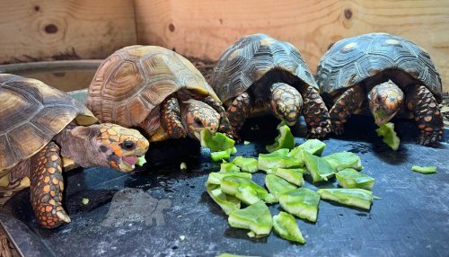 Photo post from carapacecritters.