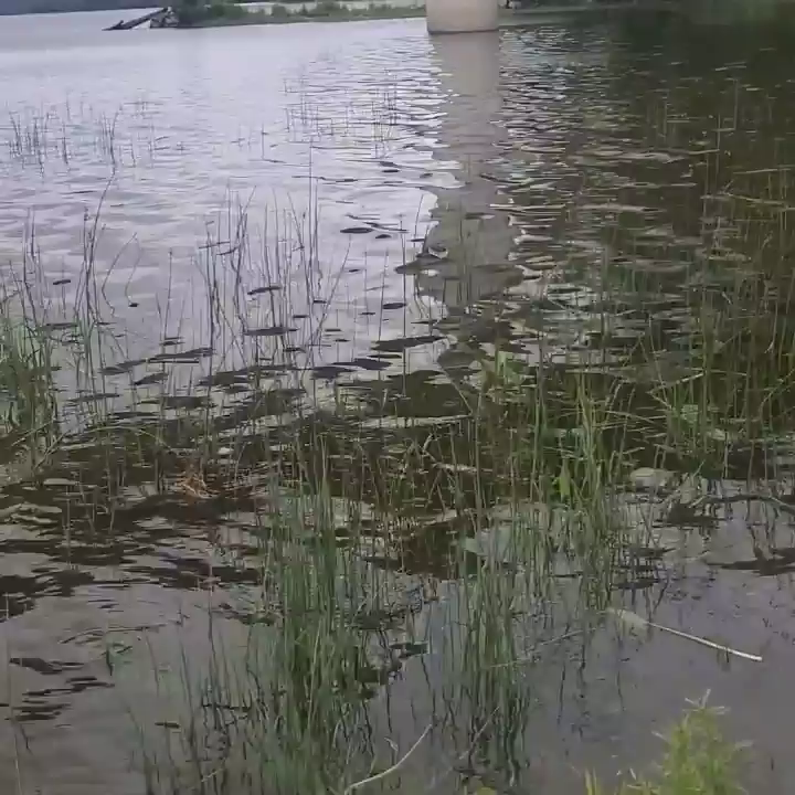 Video post from reddogguideservice.