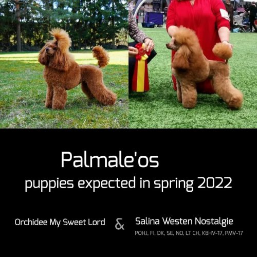 Carousel post from palmaleos.