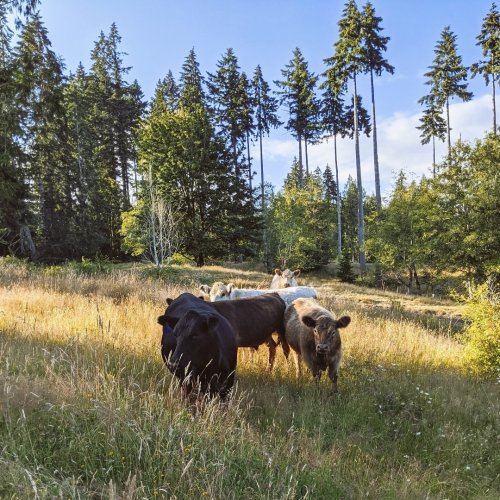 Photo post from hungryhollowfarm.