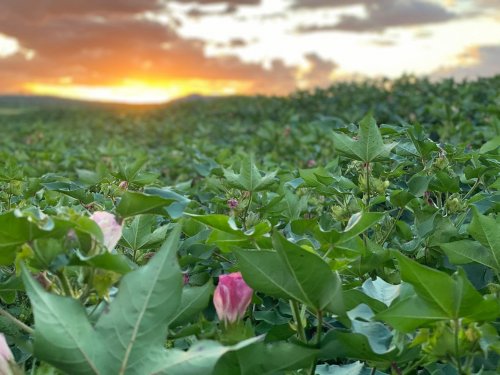 Photo post from howefarming.