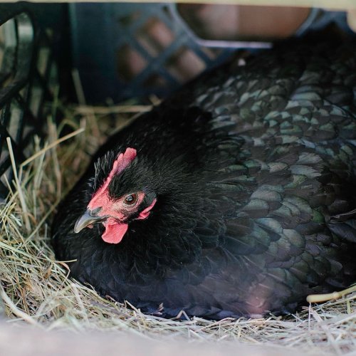 Carousel post from hungryhollowfarm.