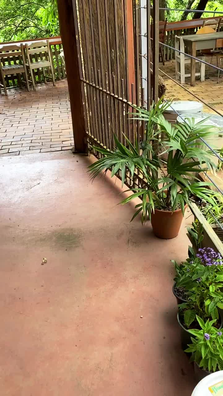 Video post from currumbinvalleyharvest.