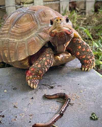 Carousel post from carapacecritters.