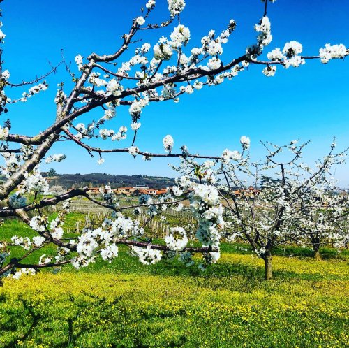 Photo post from domainelafamillek.