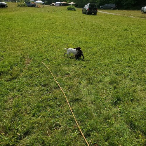 Carousel post from reddogguideservice.