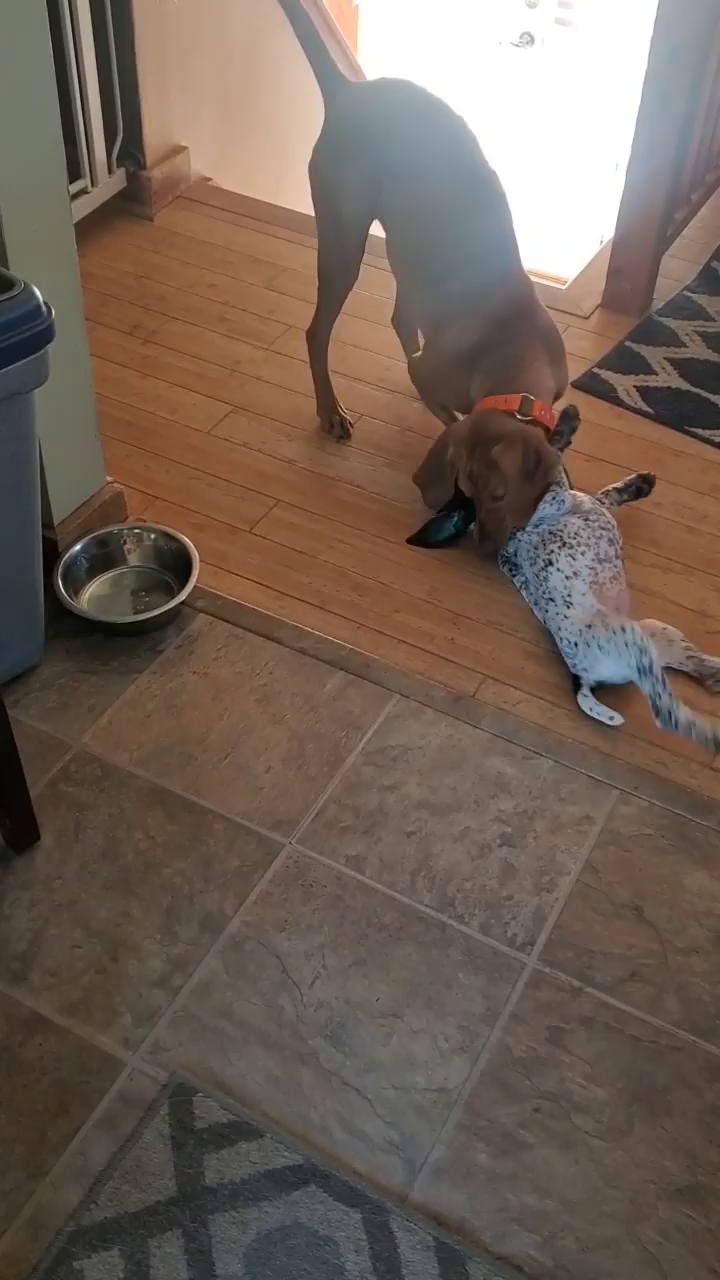 Video post from reddogguideservice.