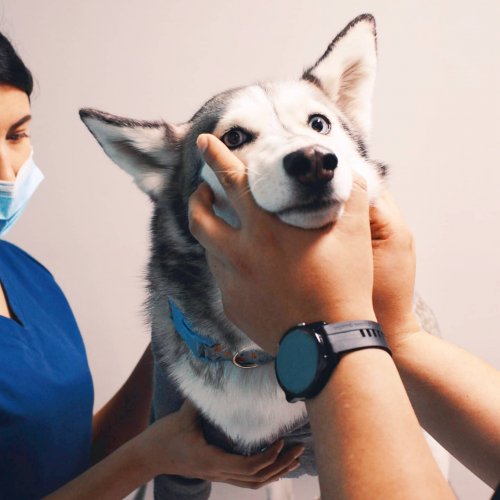 Photo post from medicalpettj.