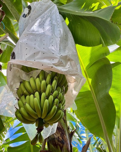 Photo post from howefarming.