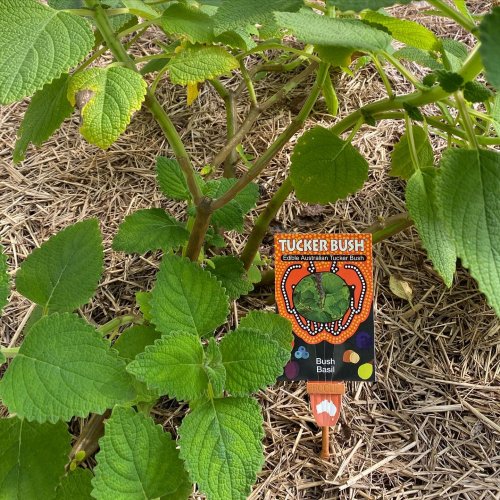 Photo post from currumbinvalleyharvest.