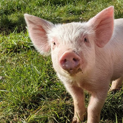 Photo post from hungryhollowfarm.