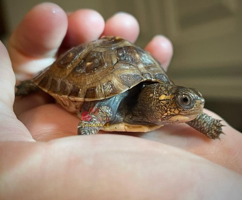 Photo post from carapacecritters.