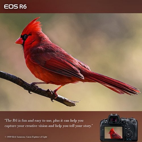 Photo post from cardinalcamera1937.