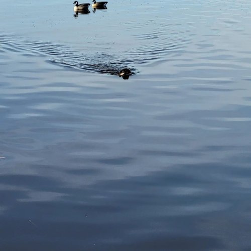 Carousel post from reddogguideservice.