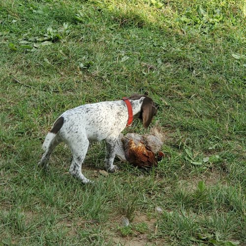 Carousel post from reddogguideservice.