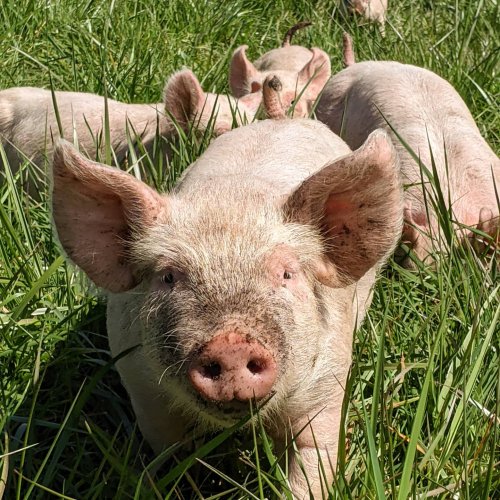 Photo post from hungryhollowfarm.