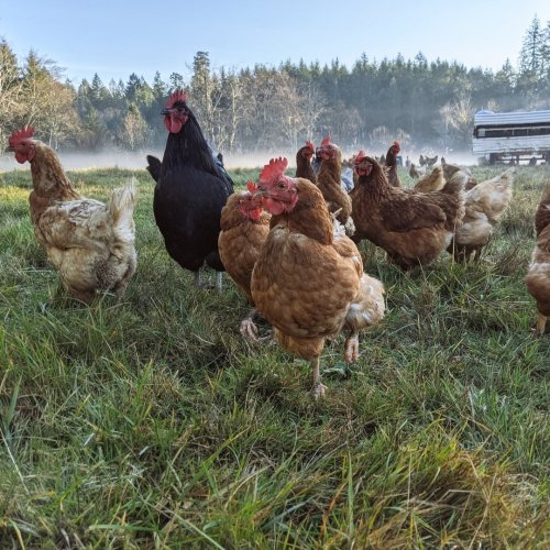 Photo post from hungryhollowfarm.