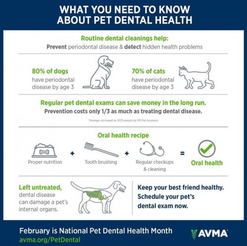 Photo post from familyanimalhospitalcm.