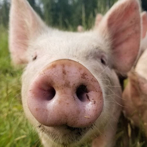 Photo post from hungryhollowfarm.