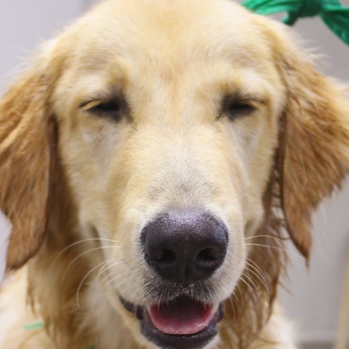 Photo post from medicalpettj.