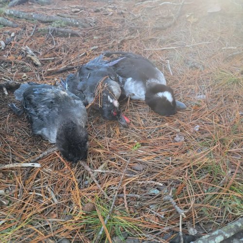 Carousel post from reddogguideservice.