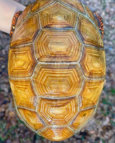 Photo post from carapacecritters.