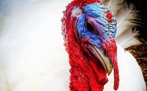 Photo post from hungryhollowfarm.